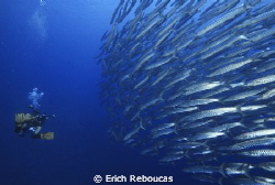 Shooting from the hips! Diver and school of barracudas in... by Erich Reboucas 